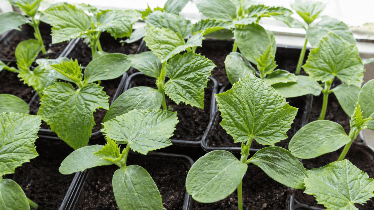 Почему рассада огурцов внезапно превращается в ...