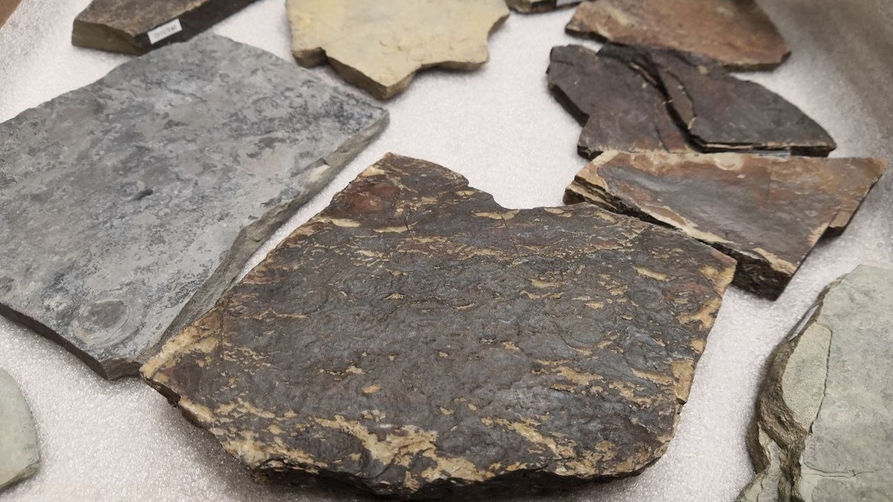 В Перми музей получил редкую коллекцию древних существ возрастом 580 млн лет Пермский краеведческий музей пополнился редкой ...