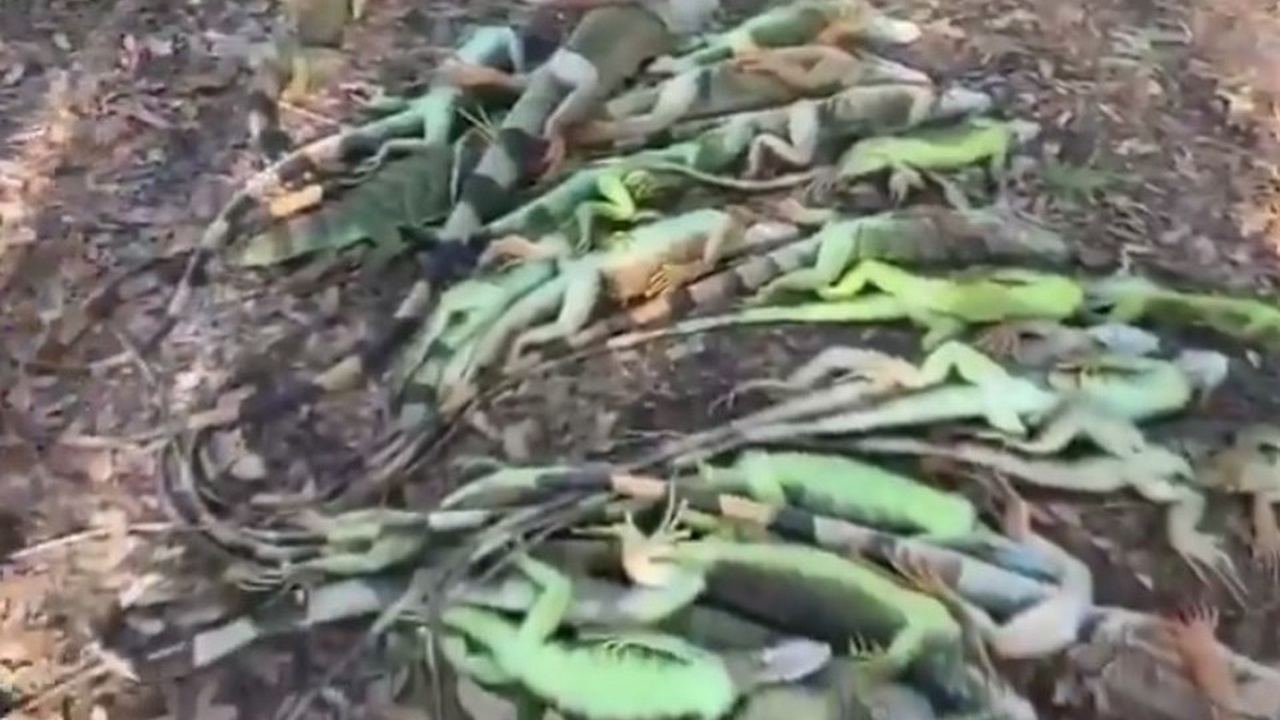 Во Флориде из-за резких заморозков случился игуанопад В Южной Флориде жители стали свидетелями необыч...