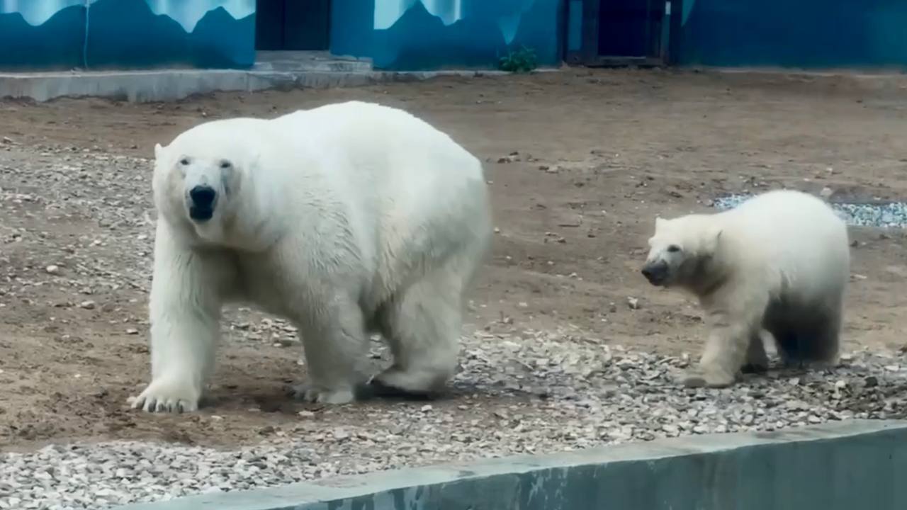 Семья белых медведей в Пермском зоопарке обзаве...