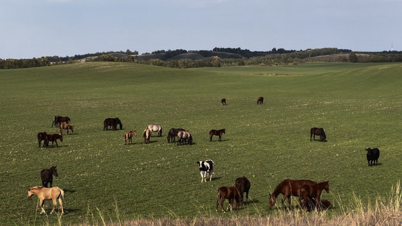 В России ищут виновного в «коровьем аутодафе» в Сибири История с массовым изъятием и уничтожением скот...