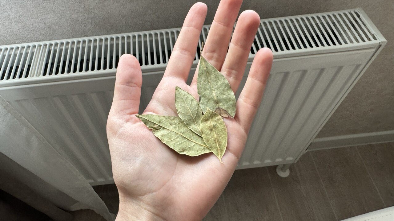 Обычный лавровый лист, который годами лежит на ...