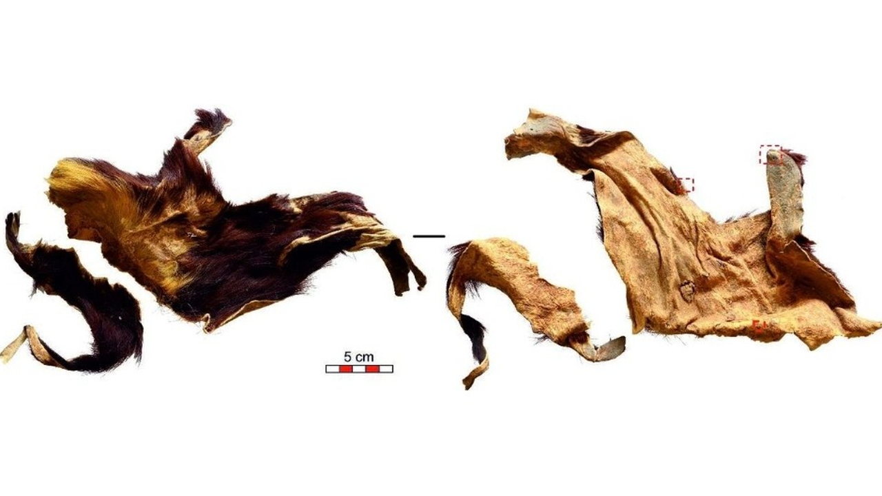 Палеогенетики проанализировали ДНК, полученную ...