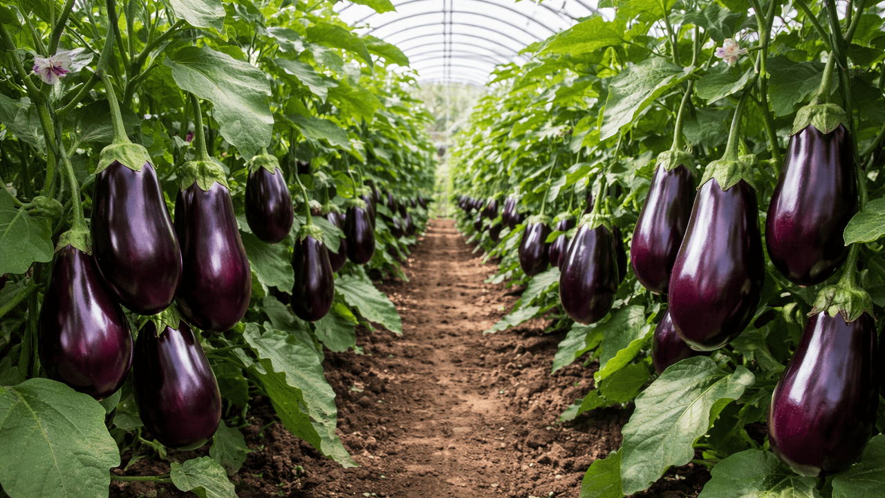 Вырастить крепкие баклажаны в теплице под силу ...