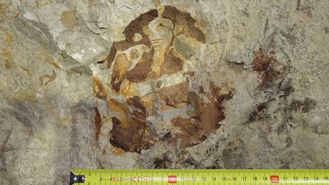 Польские палеонтологи установили, что найденные...