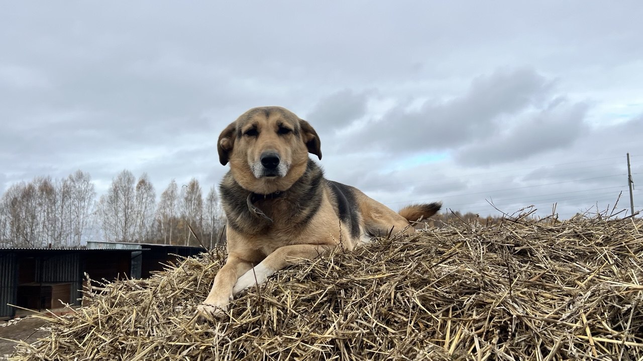 «Додо Пицца» станет пет-френдли и начнёт поддерживать приюты Все российские пиццерии сети «Додо Пицца» перей...