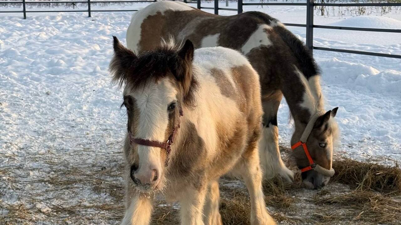 В Пермском зоопарке появились новые виды животн...