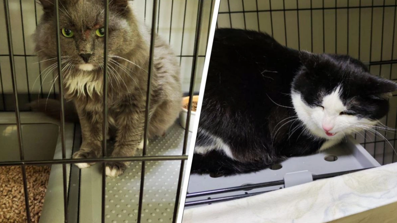 В Перми пытаются найти семью двум котам, оказавшимся без хозяйки из-за горя В пермском приюте «Муркот» появились два кота, ...