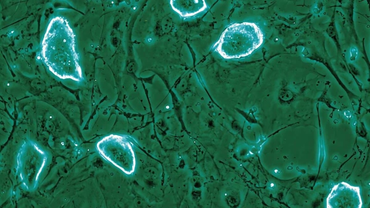 Биологи раскрыли, как эмбриональные клетки спос...
