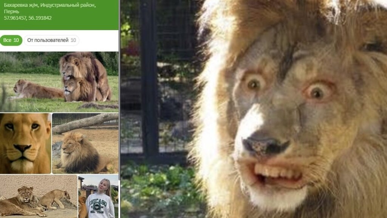 В приложении при выборе отдельных животных поль...