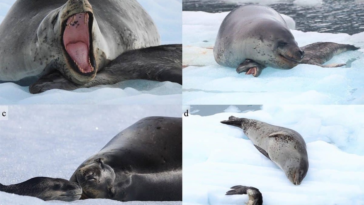 Биологи впервые подробно описали случай, когда ...