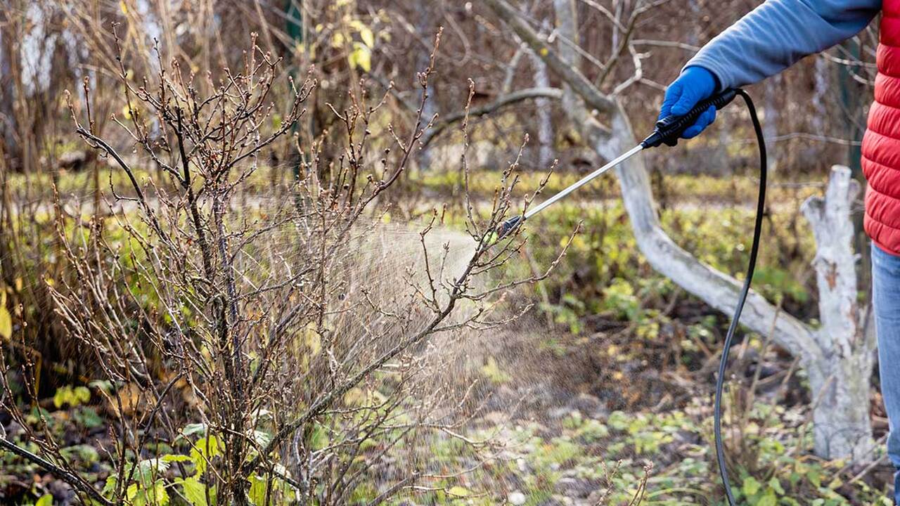 Обрабатываю железным купоросом в октябре правильно: 5 концентраций для разных культур Правильная обработка сада железным купоросом в ...