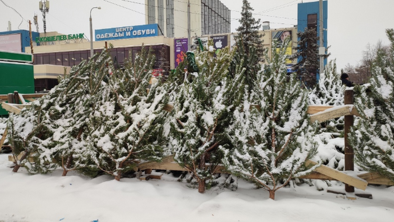 Чтобы купить зеленую красавицу, пермякам следуе...