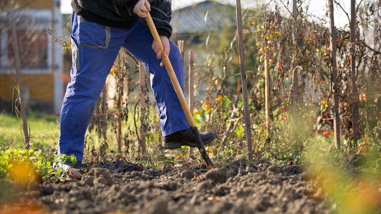 Фатальные ошибки дачников: как осенью легко погубить почву своими руками Когда сезон заканчивается, хочется «подчистить»...