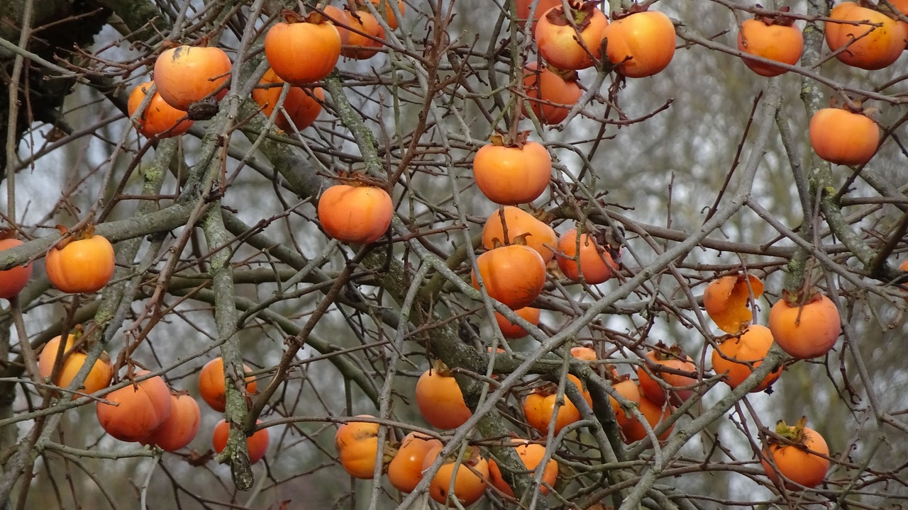 Осень — сезон ярких и полезных фруктов, и одним...