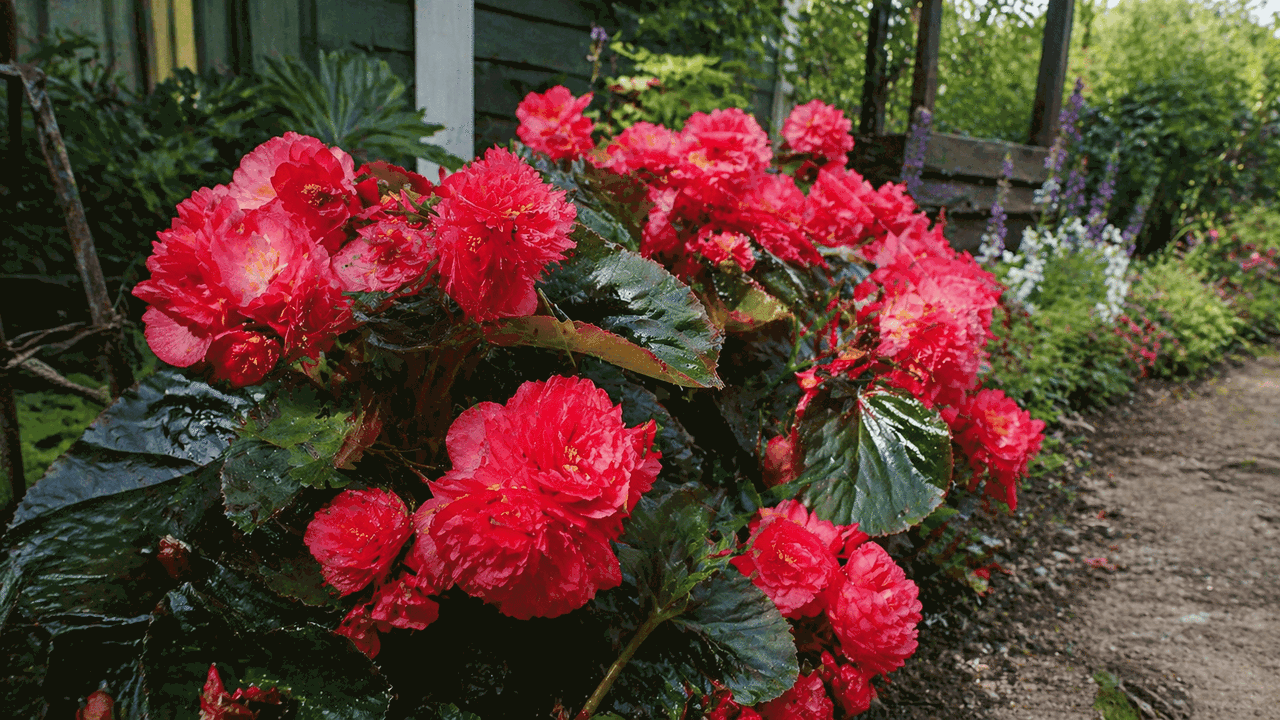 Если вы мечтаете о роскошном цветнике, который ...