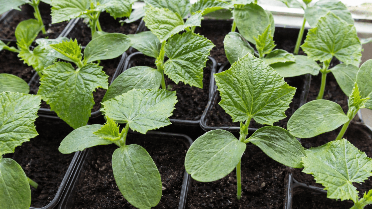 Теплые дни легко вводят в заблуждение, но одна ...