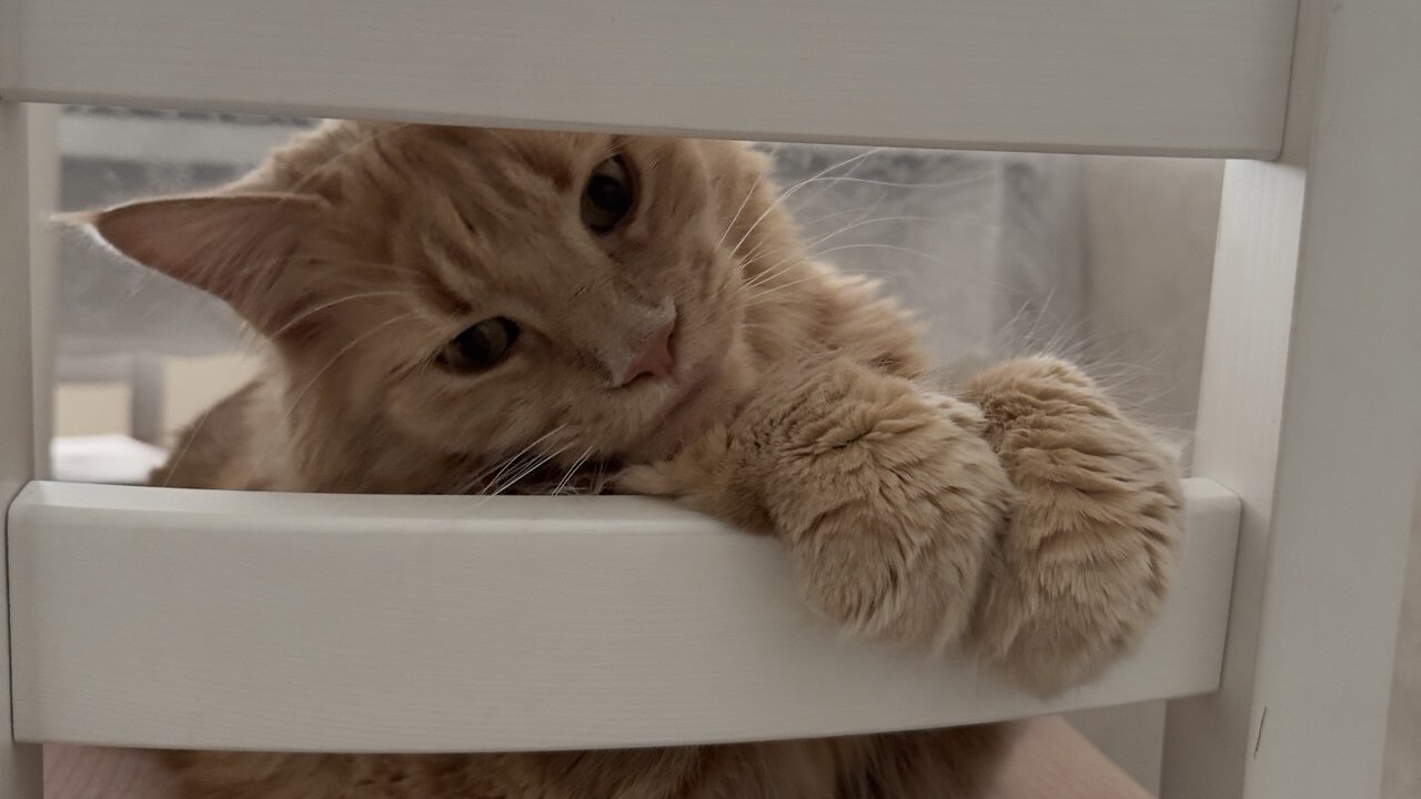 Желание завести котёнка возникает легко — доста...