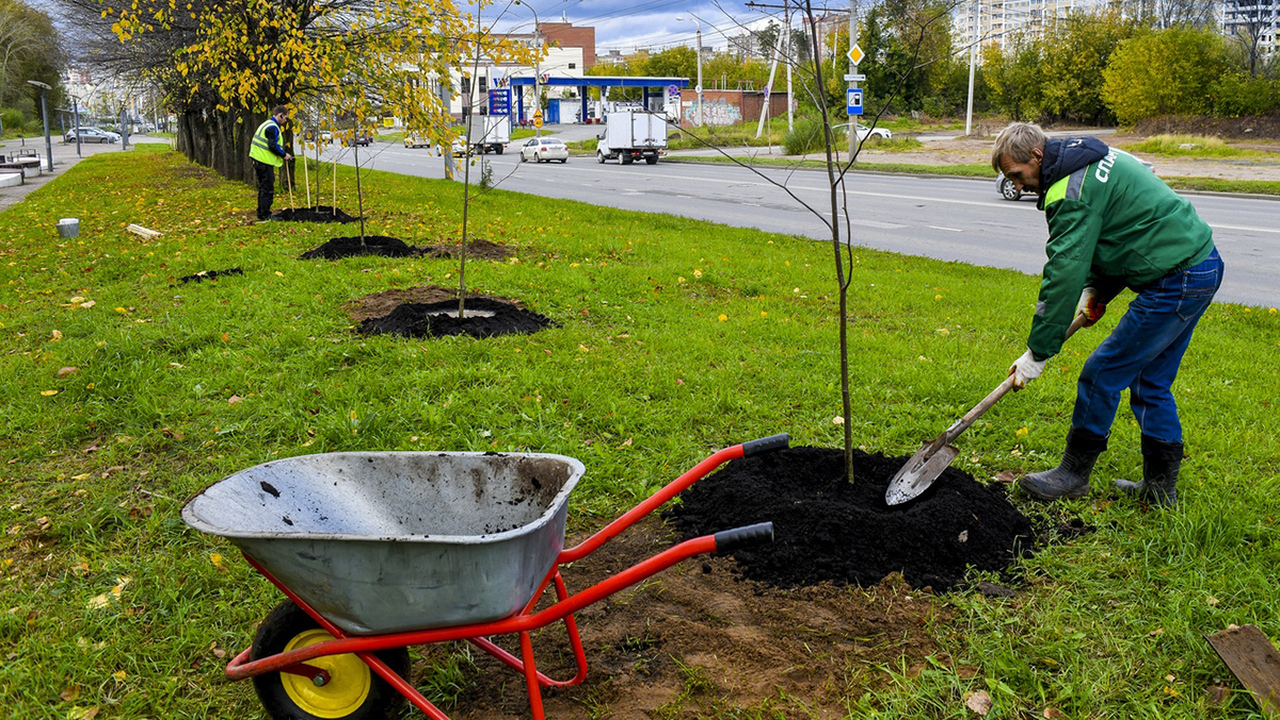 В Перми завершили работы по озеленению долины Данилихи В 2025 году на улицах Перми и в городских парка...