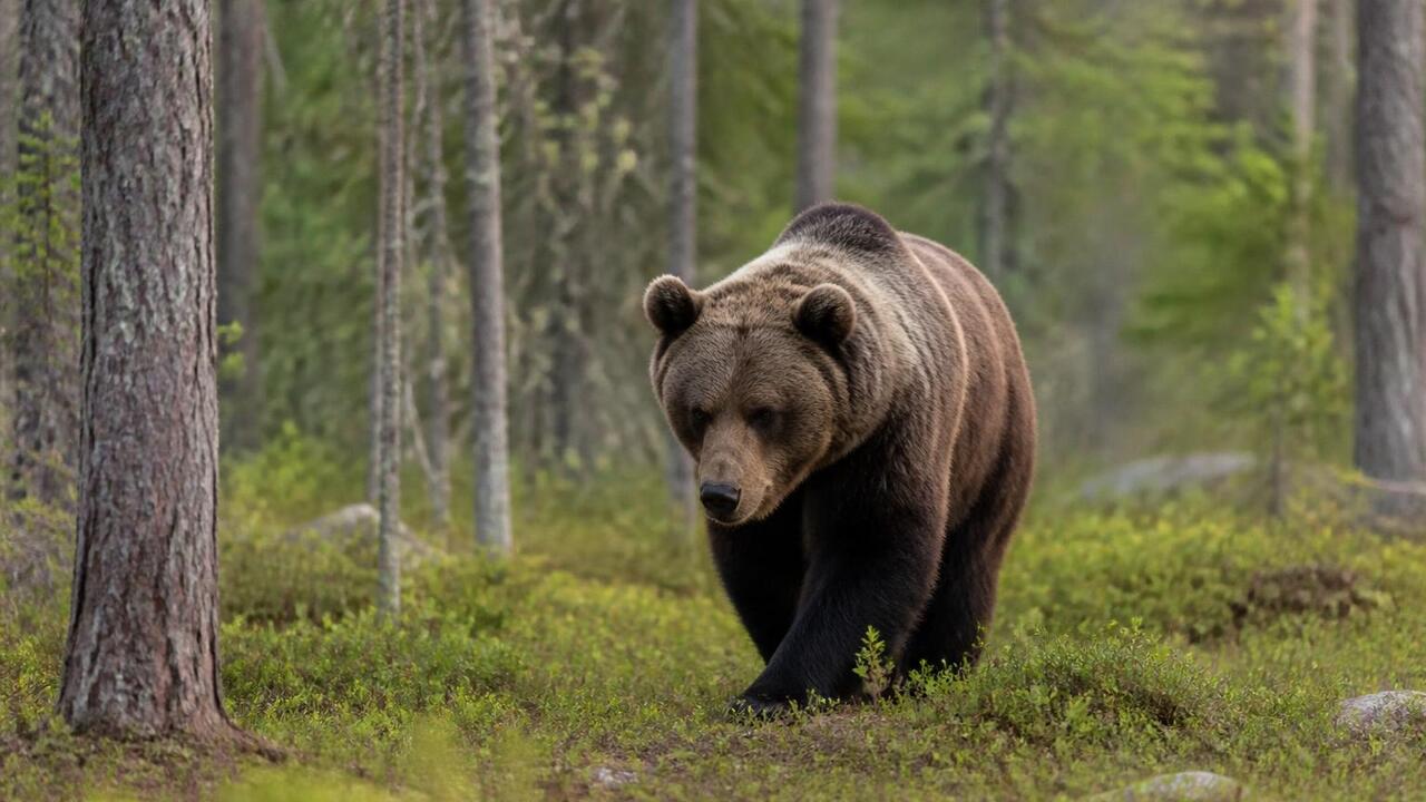 В восточных регионах Финляндии резко выросло чи...