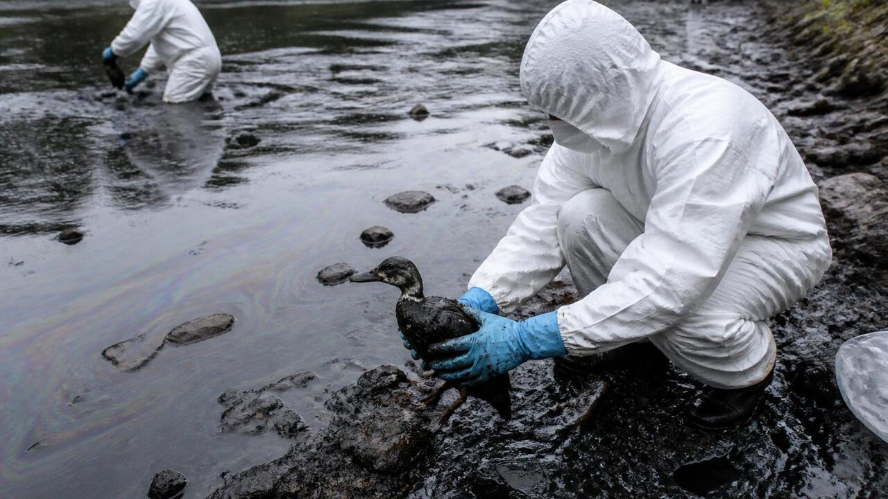 В Перми волонтёры спасают птиц после разлива нефти в Мулянку В Перми волонтёры спасают птиц после разлива не...