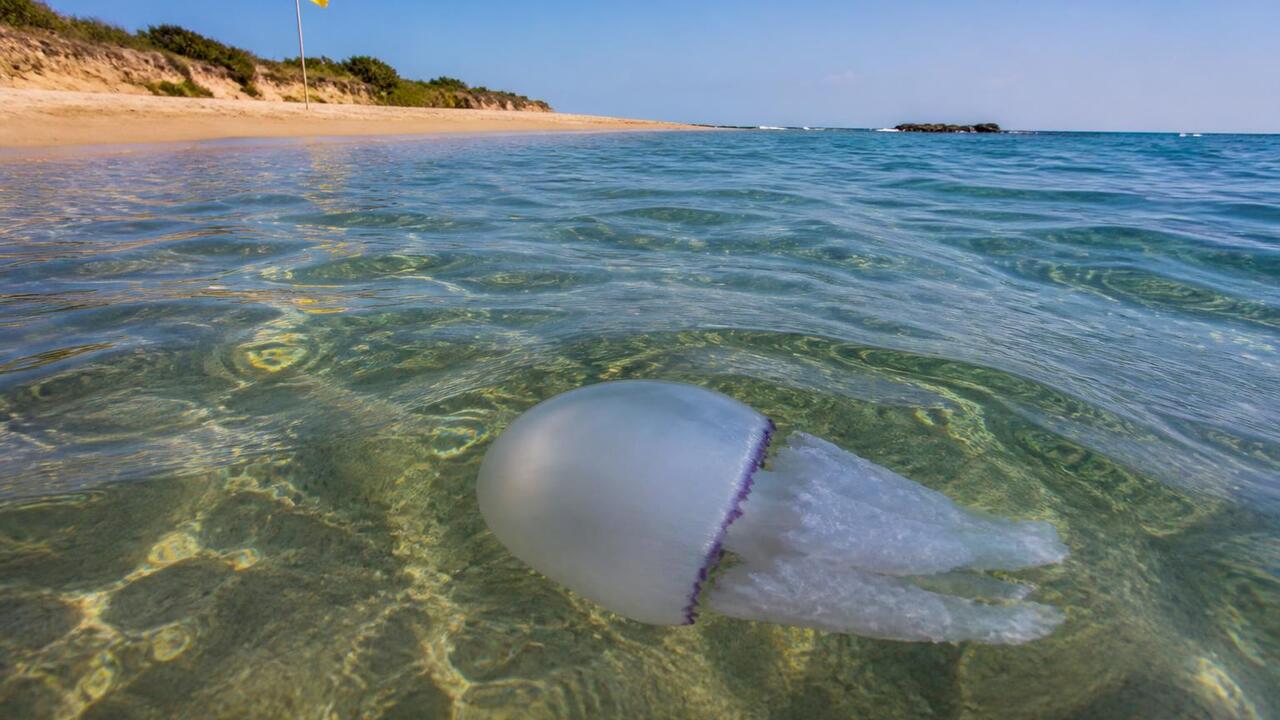 На пляжах Испании из-за нашествия ядовитых меду...