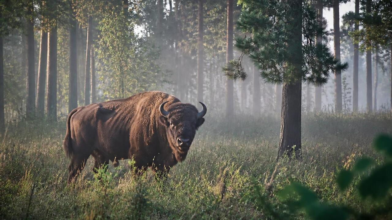В Беловежской пуще зубр сбил с ног туриста, кот...
