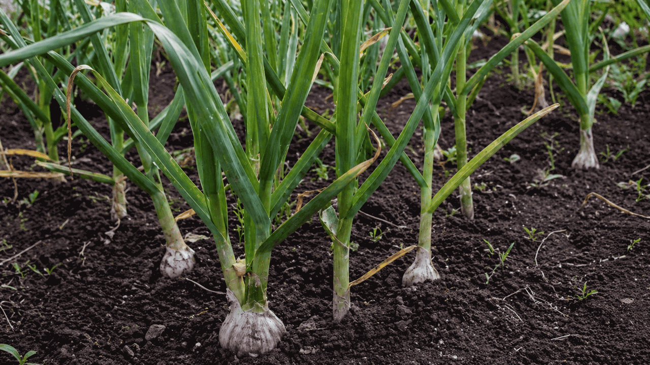 В мае чеснок особенно уязвим: одна незаметная о...