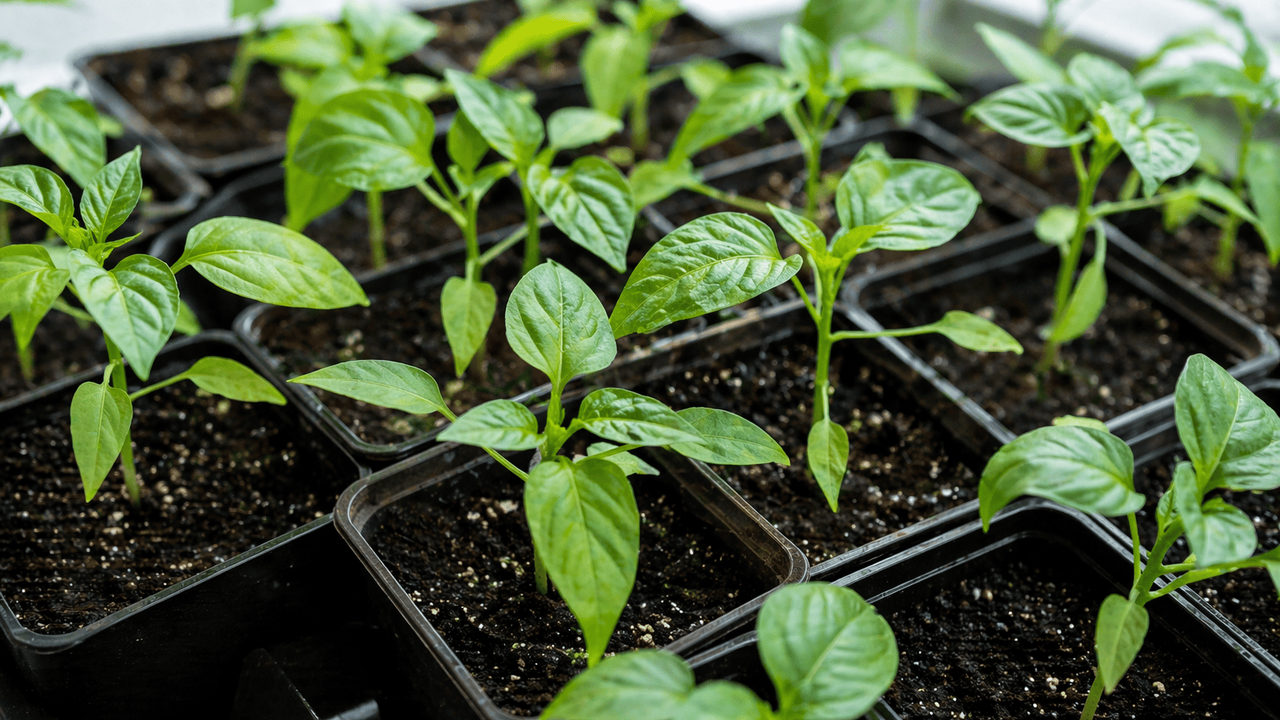 Перец может неделями стоять без роста после выс...