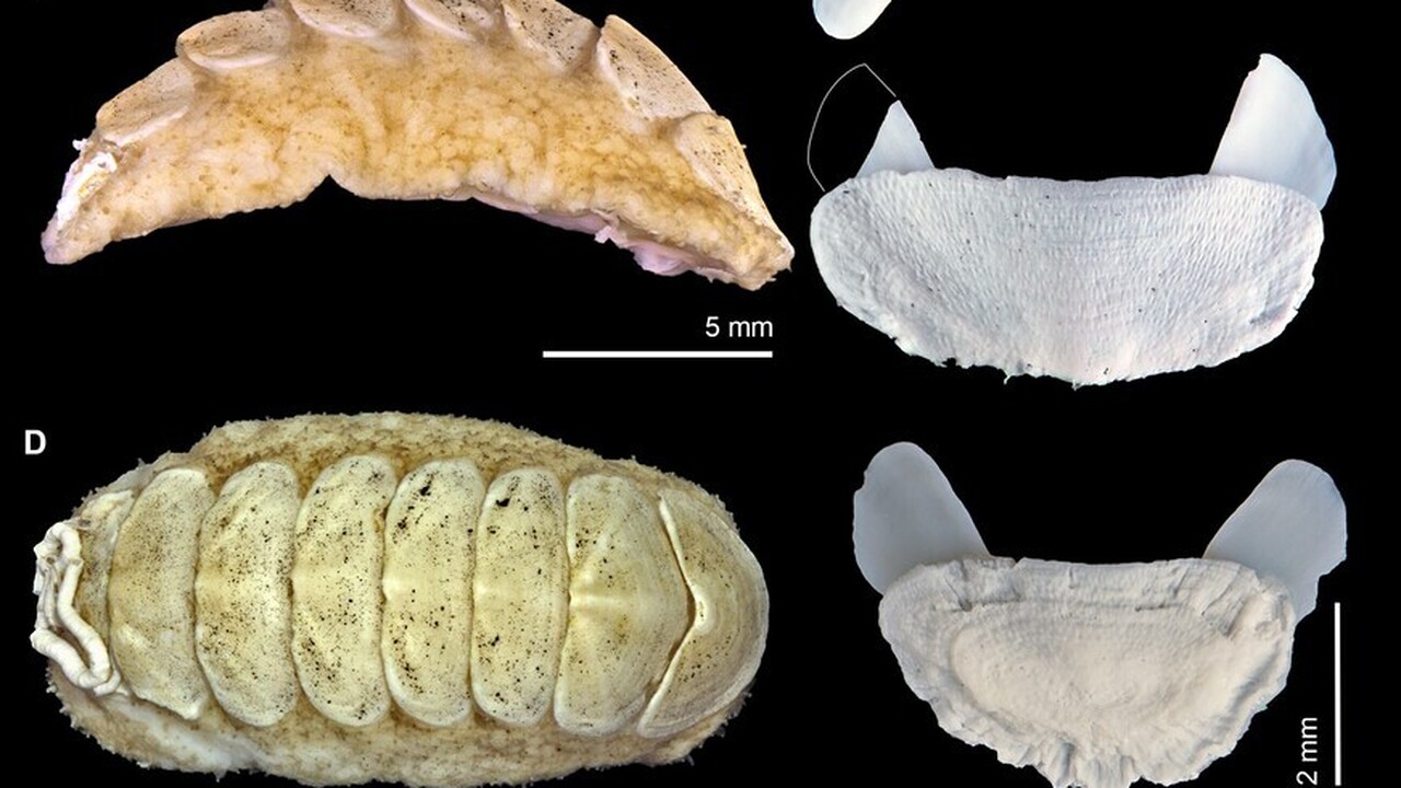Глубоководные исследователи описали необычного ...