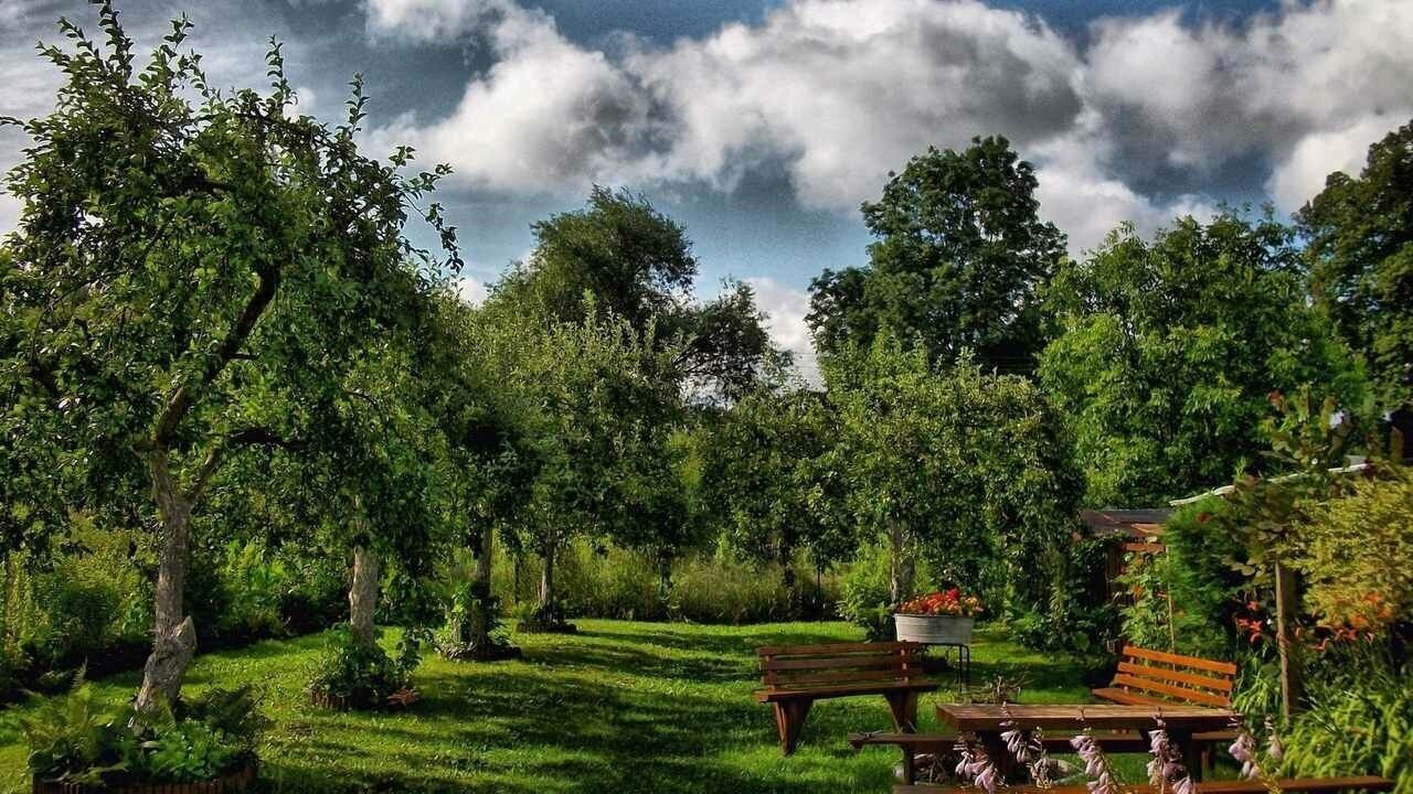 Зелёные насаждения делают участок уютным, но не...