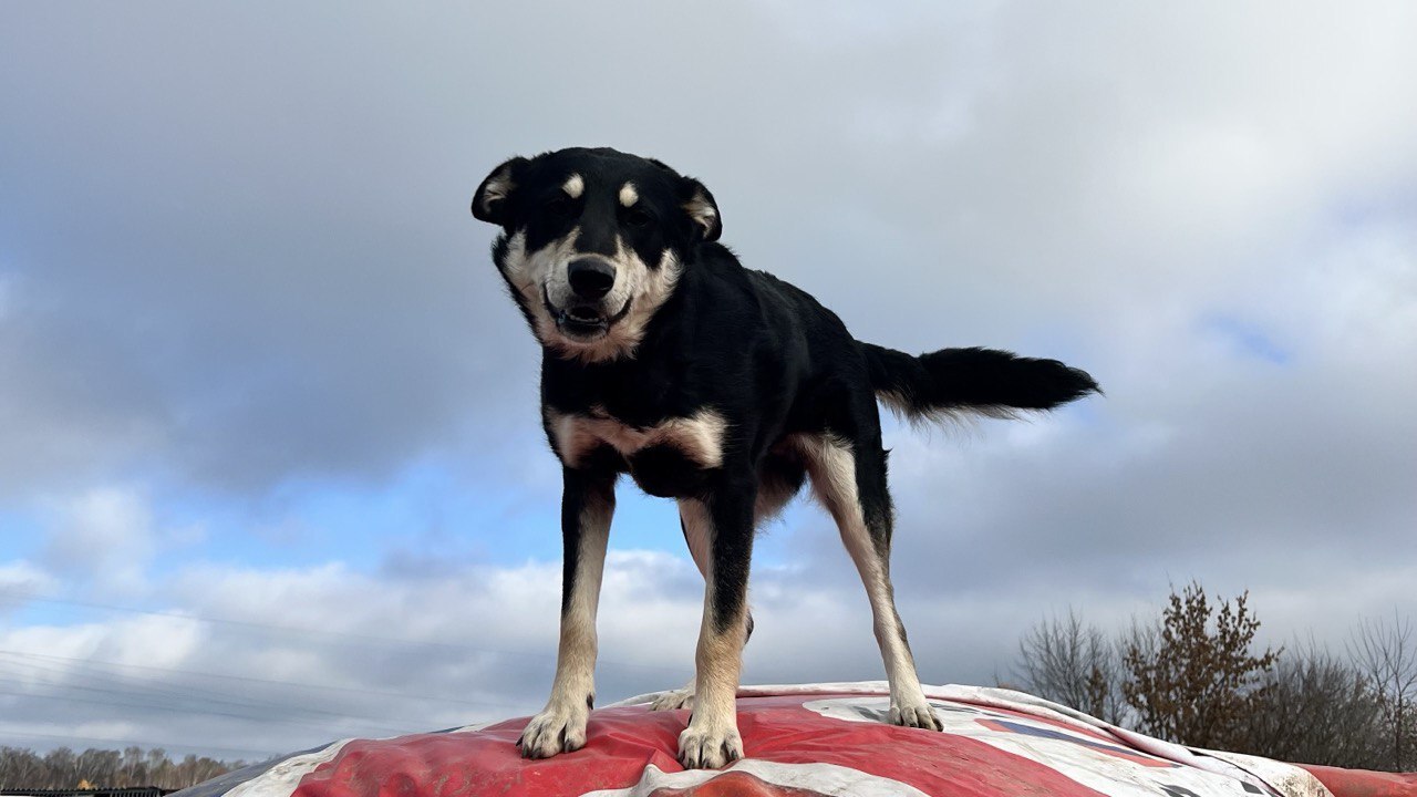 Пока медицинские учреждения активно внедряют си...
