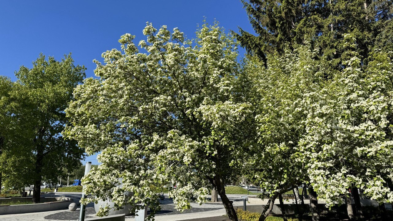 Ранняя весна может неожиданно прийти в Крым и н...