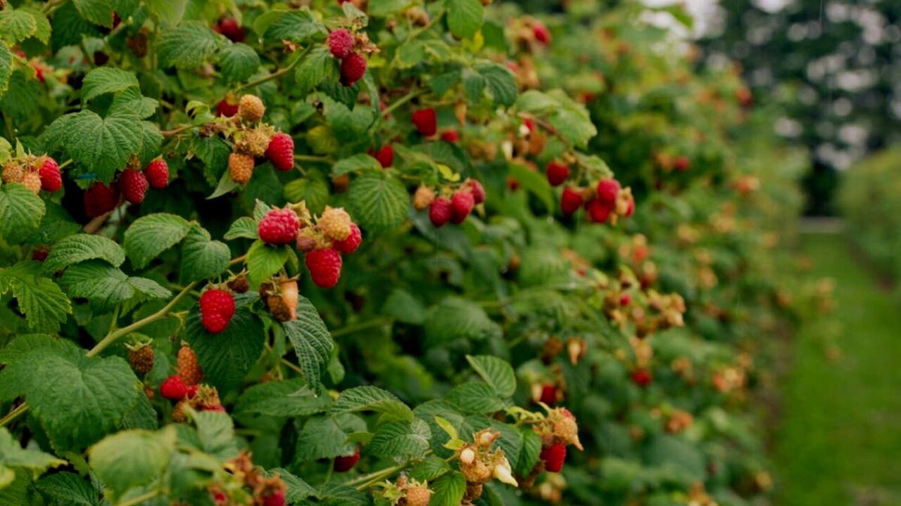 Последний шанс перед морозами: как укрепить малину и защитить почки до весны Поздняя осень — ключевое время для ухода за мал...