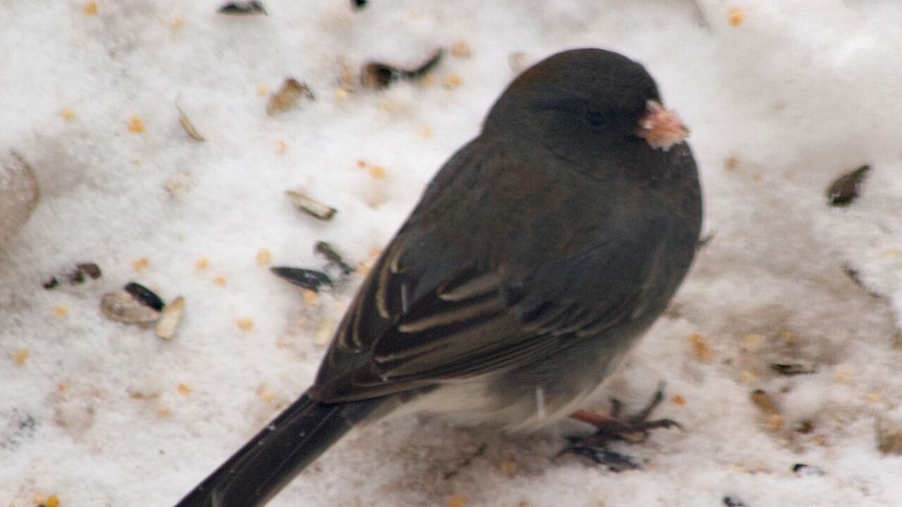 Эволюционные биологи Калифорнийского университе...