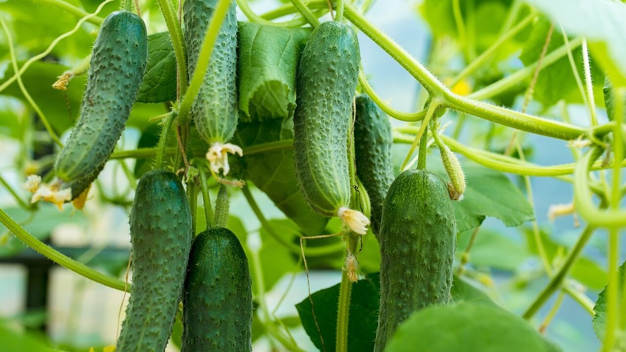 Три самых урожайных сорта огурцов: ещё и на вкус удивительны – болеть и горчить однозначно не будут Чтобы с грядки всегда собирать свежие огурцы, в...
