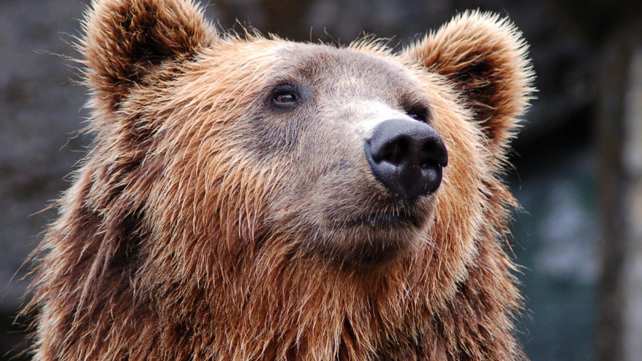 В Перми медведь гулял среди корпусов студгородка ПНИПУ Жители микрорайона «Комплекс ППИ» заметили дико...