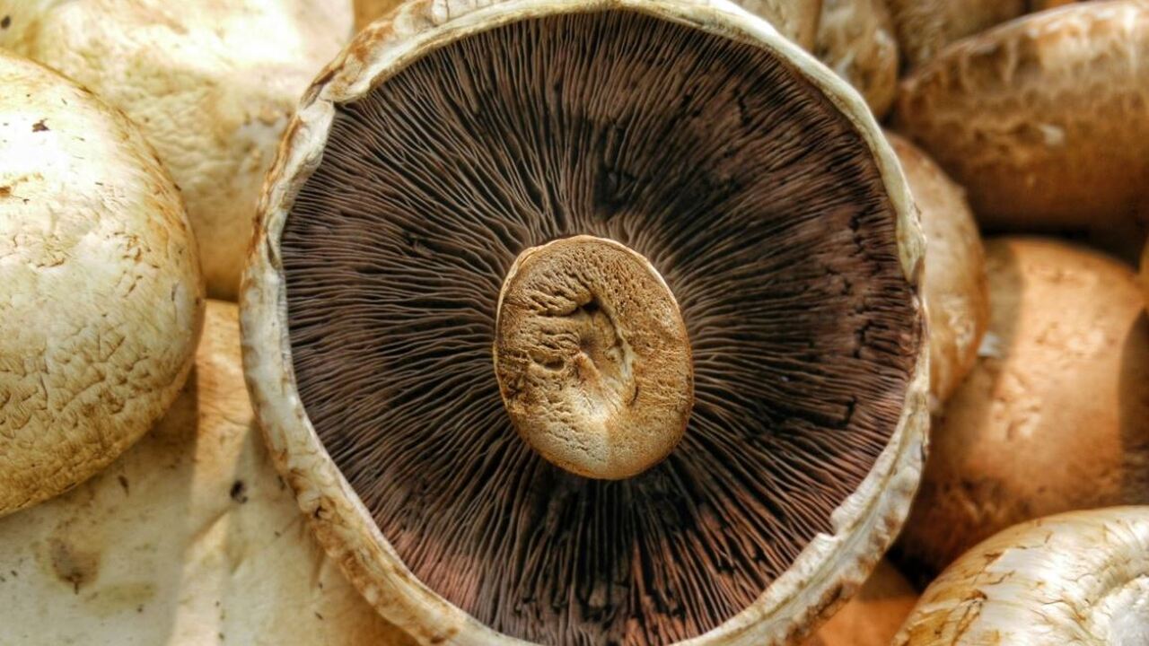 Смертоносный грибок Aspergillus может захватить Европу из-за изменения климата Глобальное потепление может спровоцировать резк...