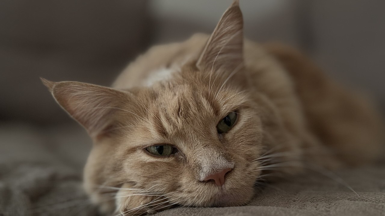 Какие люди становятся магнитом для кошек: а какие вызывают у них мгновенную неприязнь Многие замечали: чем больше пытаешься понравить...