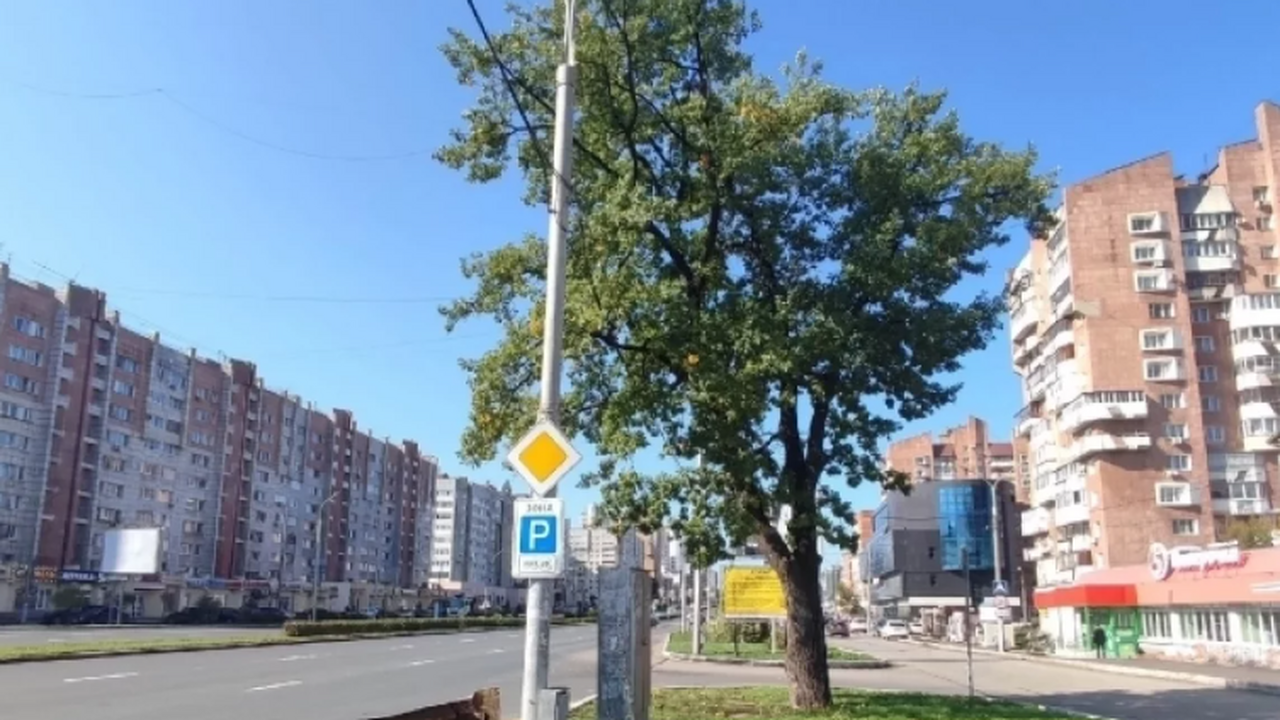 В центре Перми столетний дуб получил статус особо ценного зеленого насаждения В Перми столетний дуб, переживший застройку и д...