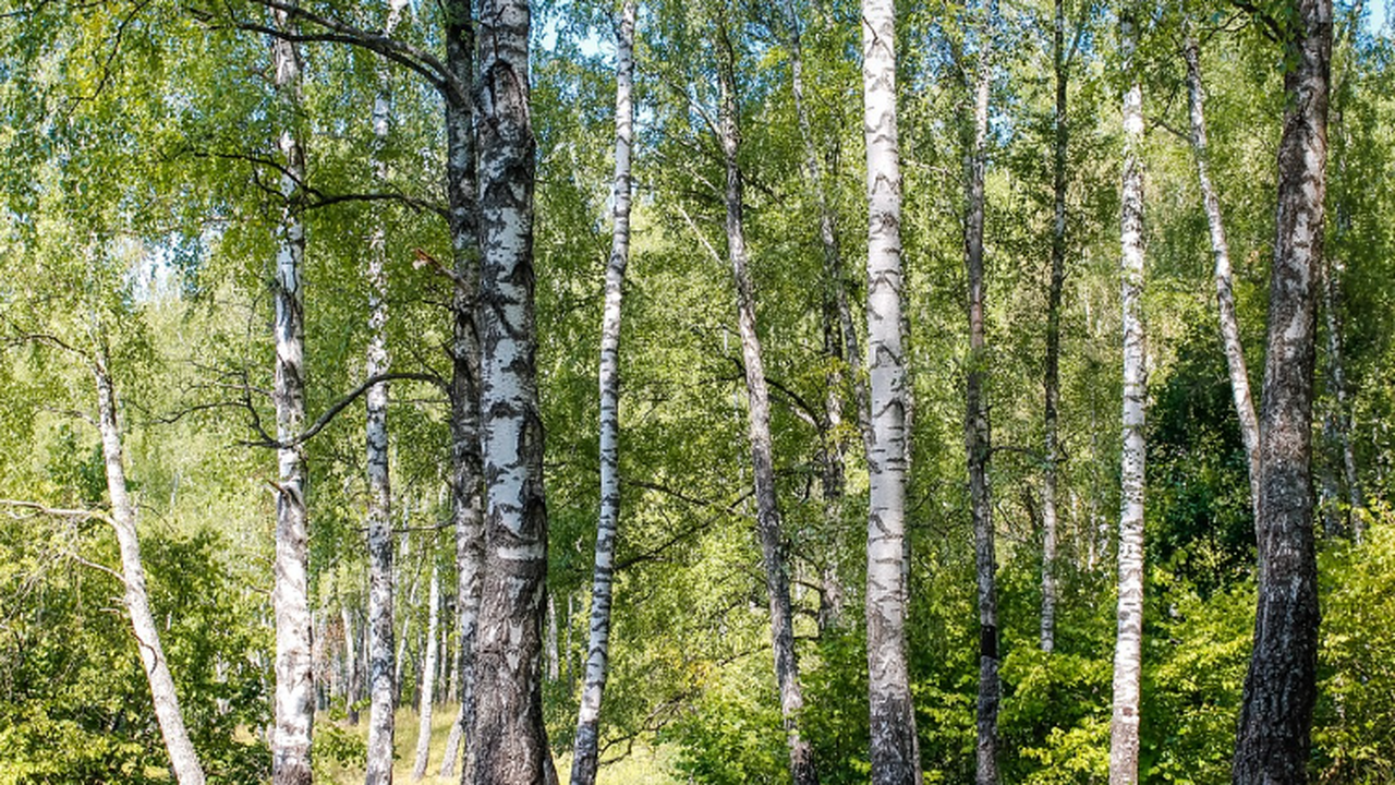 Через некоторое время пни уберут