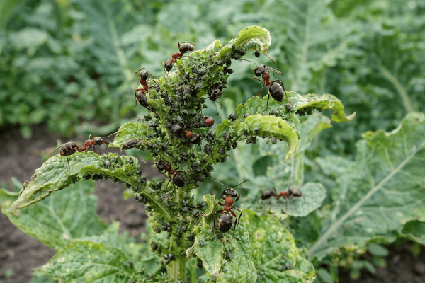 Тля и муравьи исчезнут без следа после этого: какое средство «сметает» вредителей и защищает участок на весь сезон