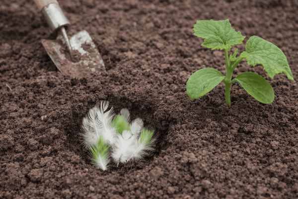 Перья при посадке огурцов — пустая трата времени или скрытая польза: метод, который вызвал бурные споры среди огородников