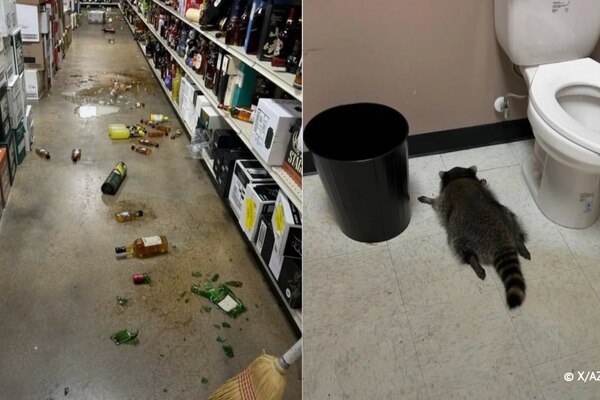 Енот разбушевался в американском алкомаркете, напился и заснул в туалете