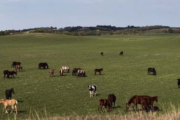 Троих жителей Прикамья судят за мошенничество с грантами на покупку коров