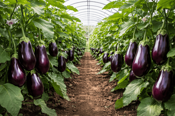 Тепличные баклажаны без горечи и пустот: лучшие сорта и правильные сроки посева на рассаду