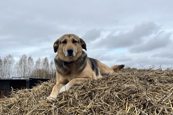 «Додо Пицца» станет пет-френдли и начнёт поддерживать приюты