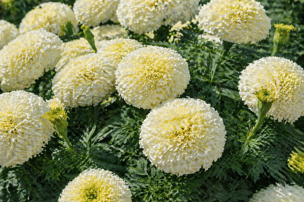 Посейте это в апреле — и уже в июне сад преобразится: многолетник с кремовыми шарами покоряет с первого взгляда