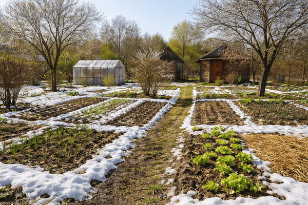 Почему дачники отказываются от навоза в пользу этого метода: чем засыпать грядки, чтобы почва ожила уже к апрелю