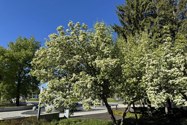 Весна ведет себя аномально и ломает ожидания: какую погоду ждать в России в апреле и почему говорят о раннем лете